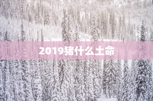 2019猪什么土命