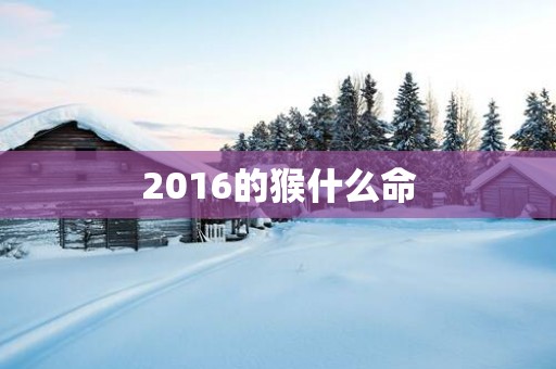 2016的猴什么命