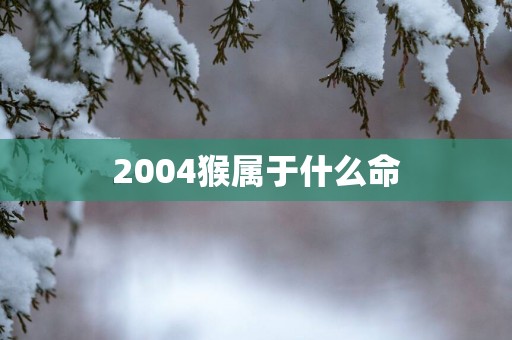 2004猴属于什么命