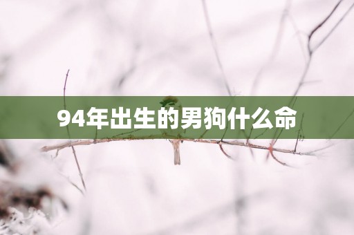94年出生的男狗什么命