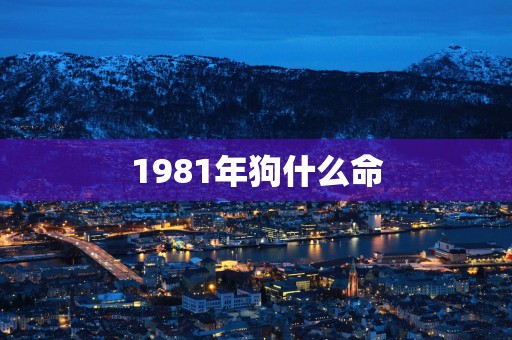 1981年狗什么命