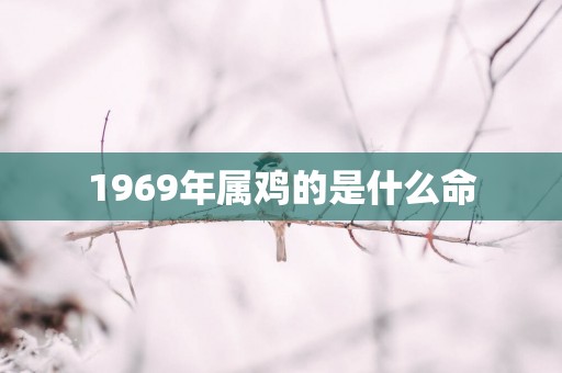 1969年属鸡的是什么命
