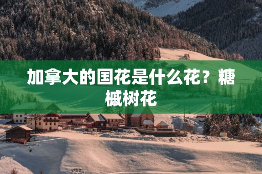 加拿大的国花是什么花？糖槭树花