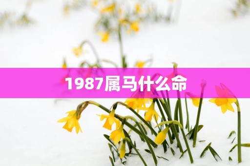 1987属马什么命