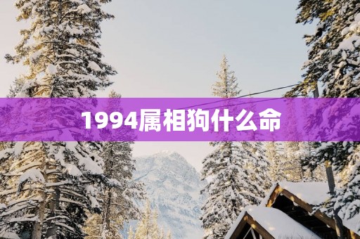 1994属相狗什么命
