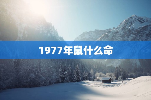 1977年鼠什么命