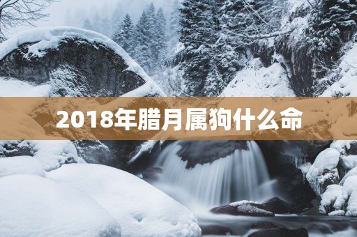 2018年腊月属狗什么命