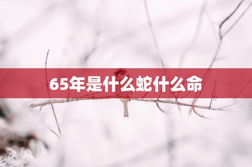 65年是什么蛇什么命