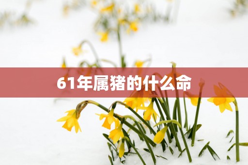 61年属猪的什么命 61年属猪的什么命