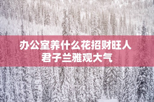 办公室养什么花招财旺人 君子兰雅观大气