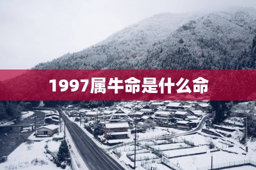 1997属牛命是什么命