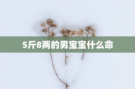 5斤8两的男宝宝什么命