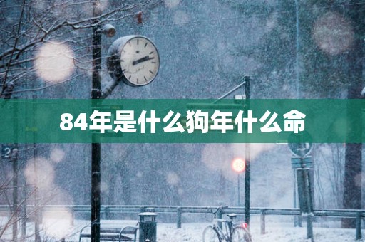 84年是什么狗年什么命