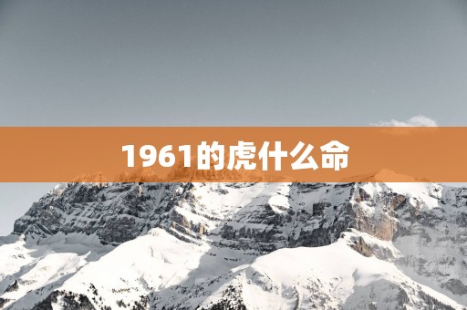 1961的虎什么命