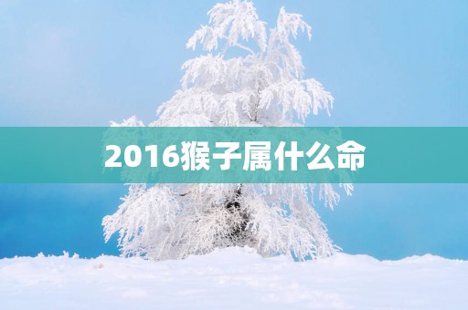 2016猴子属什么命