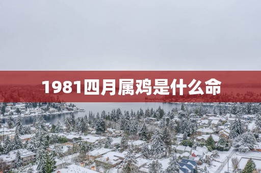1981四月属鸡是什么命