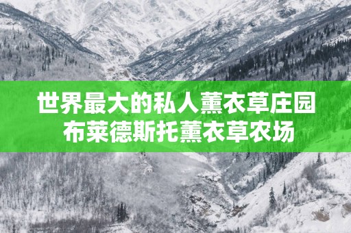 世界最大的私人薰衣草庄园 布莱德斯托薰衣草农场