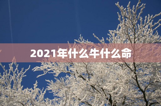 2025年什么牛什么命