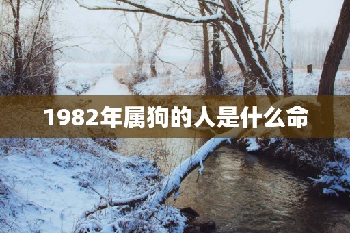 1982年属狗的人是什么命