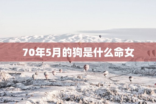 70年5月的狗是什么命女
