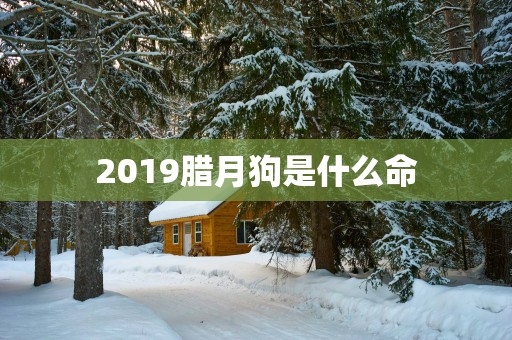 2019腊月狗是什么命