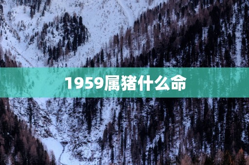 1959属猪什么命