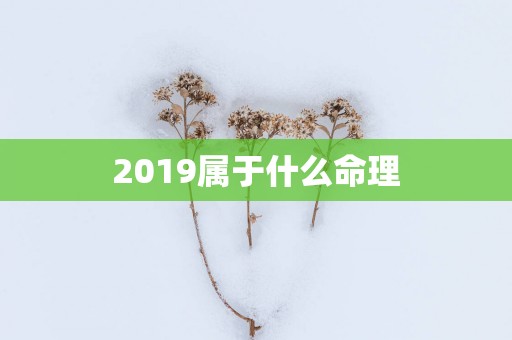 2019属于什么命理
