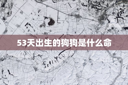 53天出生的狗狗是什么命