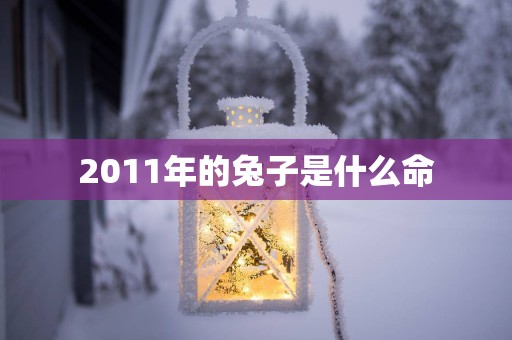 2011年的兔子是什么命