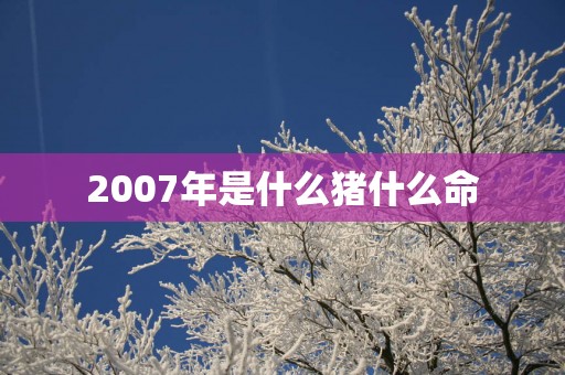 2007年是什么猪什么命