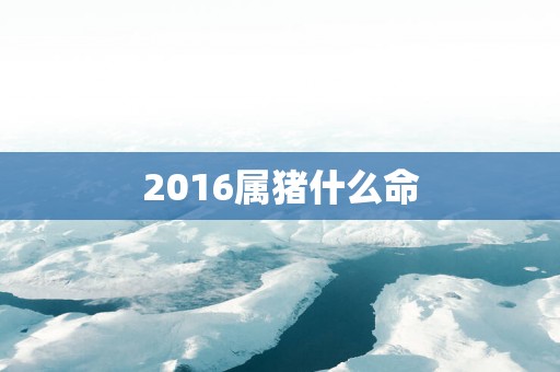 2016属猪什么命