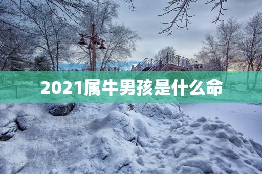 2025属牛男孩是什么命