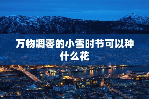 万物凋零的小雪时节可以种什么花
