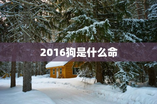 2016狗是什么命