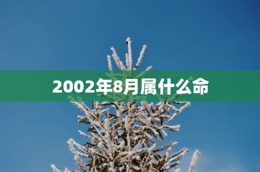 2002年8月属什么命