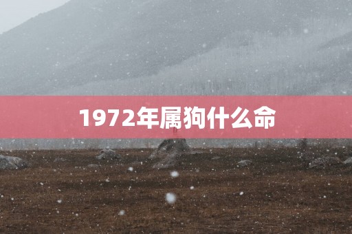 1972年属狗什么命 1972年属狗什么命