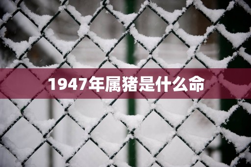 1947年属猪是什么命 1947年属猪是什么命