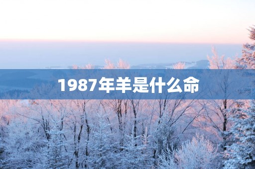 1987年羊是什么命