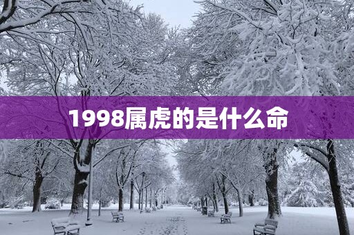 1998属虎的是什么命