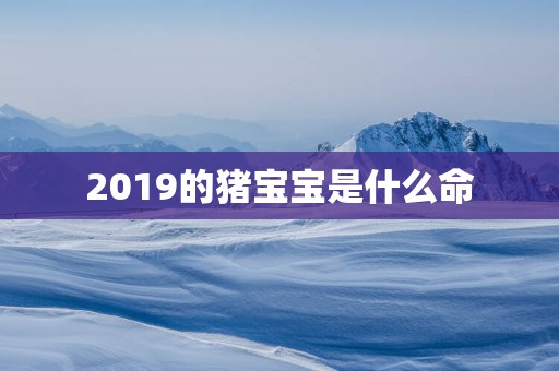 2019的猪宝宝是什么命