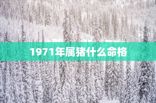 1971年属猪什么命格