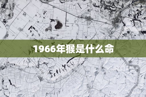 1966年猴是什么命