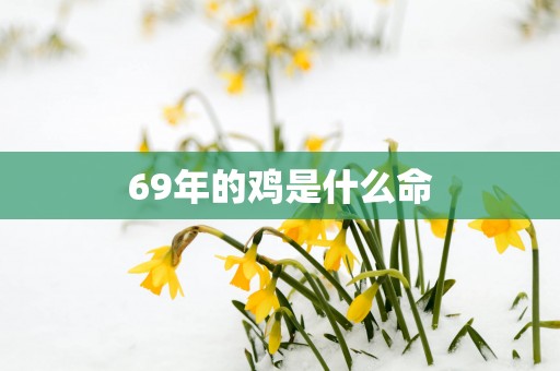 69年的鸡是什么命