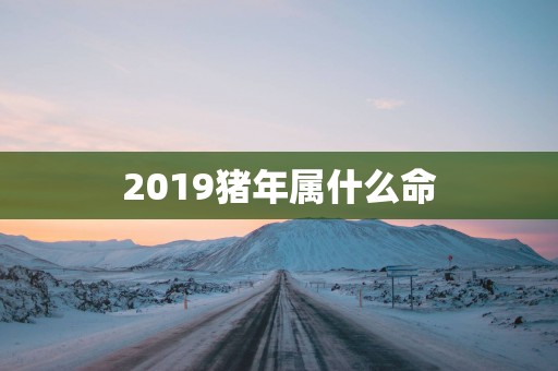 2019猪年属什么命