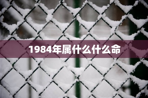1984年属什么什么命