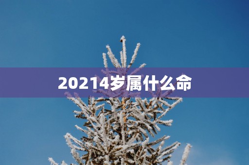 20254岁属什么命