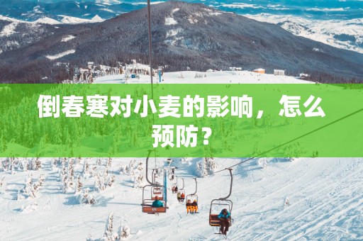倒春寒对小麦的影响，怎么预防？