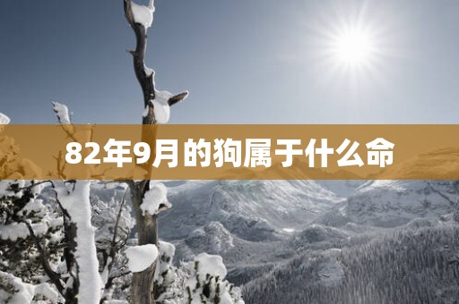 82年9月的狗属于什么命