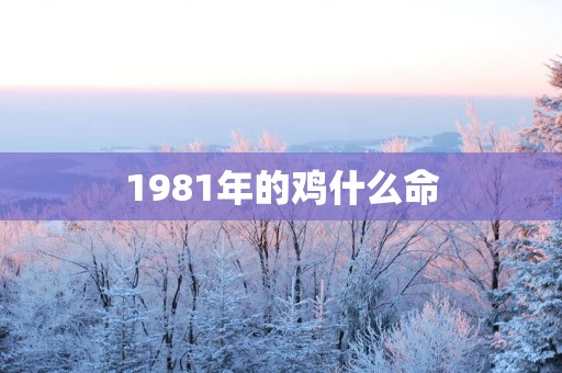 1981年的鸡什么命 1981年的鸡什么命
