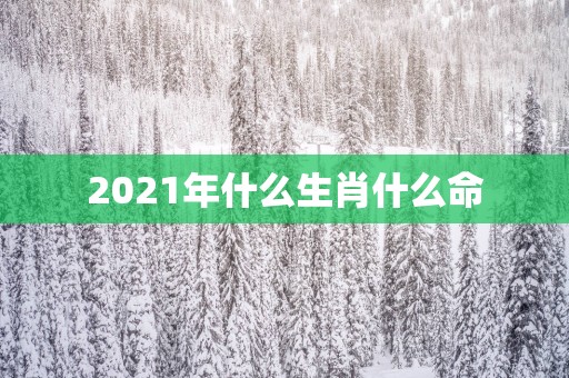 2025年什么生肖什么命
